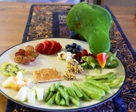 Mâncare de papagal, vorbind papagal