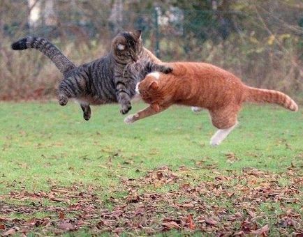Luptele cu pisici