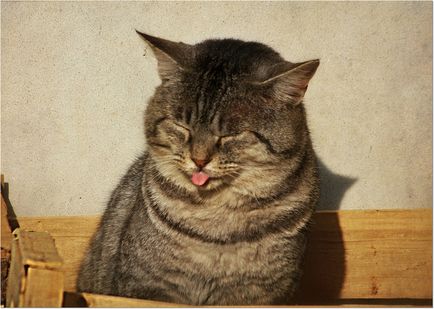 Котячий століття скільки живуть кішки блог ветклініки - Беланта