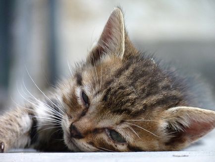 Cat's Century cât de multe pisici live blog clinici veterinare - belant