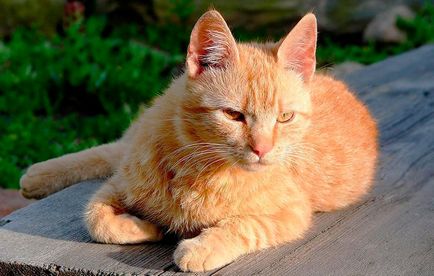 Кішка бразильська короткошерста, порода кішок бразильська короткошерста, бразильська