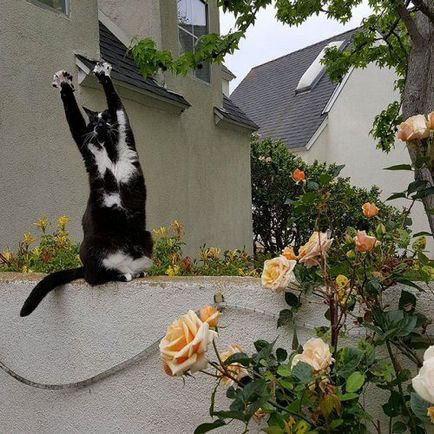 Cat Keyes a fülek felfelé (felfelé) Cat Keyes lábakkal felfelé