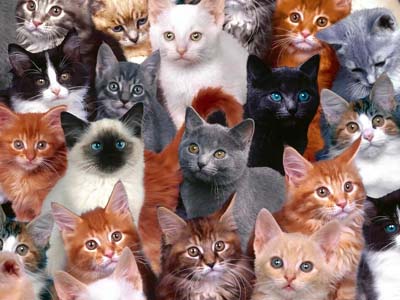 Macska egy álom, a gyűjtemény az álmok (cat) Macska egy álom, a gyűjtemény az álmok