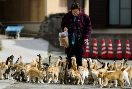 Kotiko - nu ești hachiko sau insulele japoneze de pisici