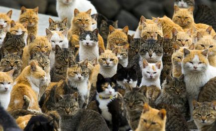 Котик це вам не хатико, або японські острови котів
