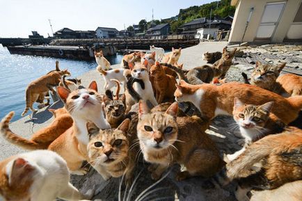 Котик це вам не хатико, або японські острови котів