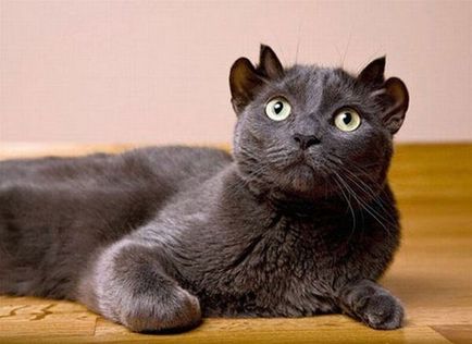 O pisică cu două perechi de urechi este sursa unei bune dispoziții