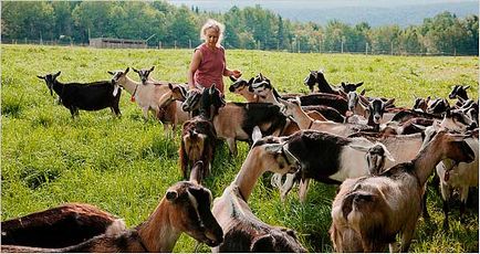 Кози породи альпійська, альпійські кози, коза альпійська, alpine goats