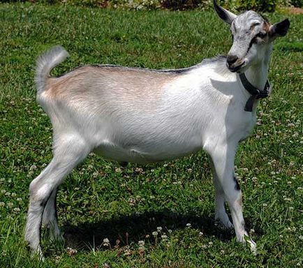 Кози породи альпійська, альпійські кози, коза альпійська, alpine goats