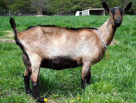 Кози породи альпійська, альпійські кози, коза альпійська, alpine goats