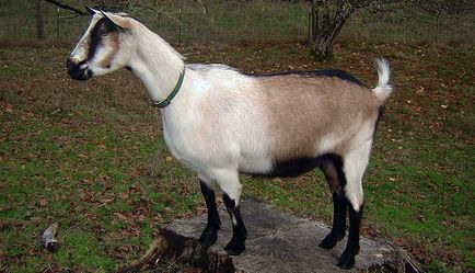 Кози породи альпійська, альпійські кози, коза альпійська, alpine goats