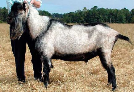 Кози породи альпійська, альпійські кози, коза альпійська, alpine goats