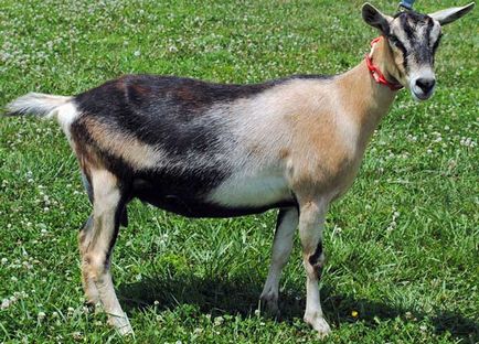 Кози породи альпійська, альпійські кози, коза альпійська, alpine goats