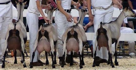 Кози породи альпійська, альпійські кози, коза альпійська, alpine goats