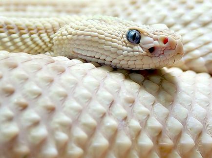 Animale frumoase albinos fotografie compilatie, dezbatere știință