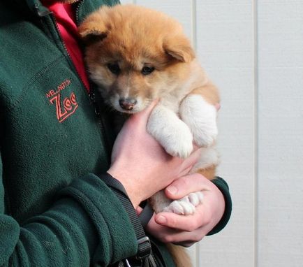 Короткий зміст собаки дінго