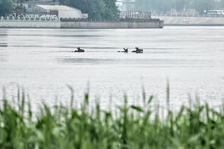 Крадіжка кота за півмільйона і ще 7 гучних подій з тваринами