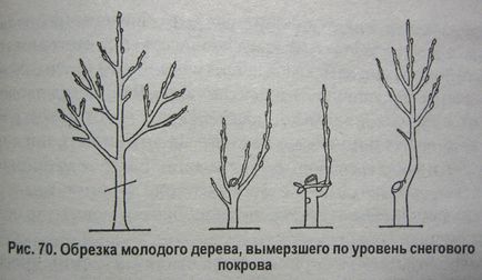 Kudryavets új Petrovics „képkivágás a gyümölcs- és díszfák és cserjék,” raznotsvete (gyümölcs) Kudryavets Roman Petrovics „metszés gyümölcsfák és díszfák és cserjék,” raznotsvete