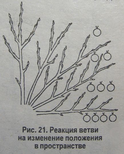 Kudryavets újszerű Petrovics „képkivágás a gyümölcs- és díszfák és cserjék,” raznotsvete (gyümölcs fák metszése Kudryavets) Kudryavets Roman Petrovics „metszés gyümölcsfák és díszfák és cserjék,” raznotsvete