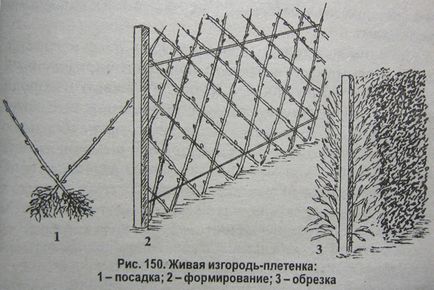 Kudryavets Роман Петрович 