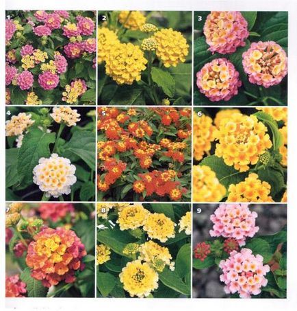 Lantana kamara plantare și îngrijire, fotografie