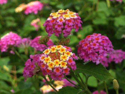 Lantana kamara plantare și îngrijire, fotografie