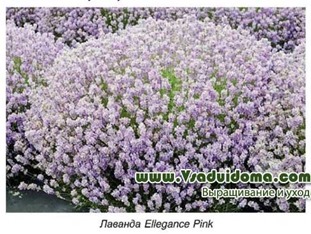 Levendula (fotó) változatok és fajták ültetése és gondozása a virág, a helyszínen a kertben, ház és a szobanövények
