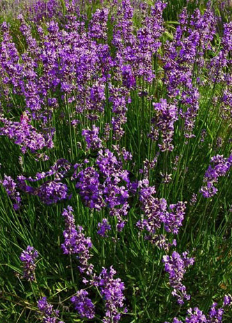 Lavandula angustifolia - ingatlan retseptry, alkalmazás (retseptry) Lavandula angustifolia - ingatlan retseptry alkalmazása