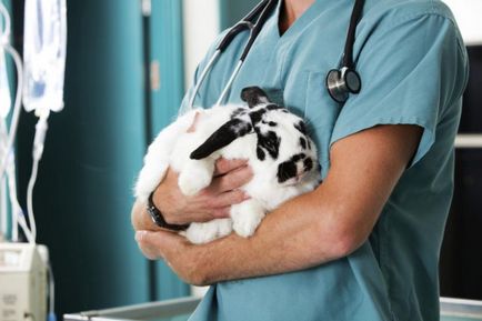 Лікування кроликів і гризунів в Уфі