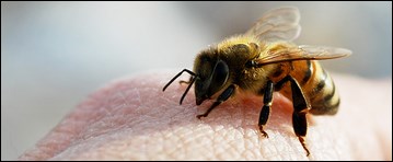 Unguent de venin de albine din vene varicoase - Tratamentul venelor venelor pe picioare albine