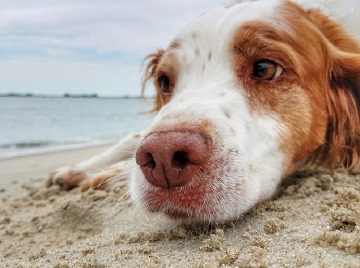 Leptospirosis kutyáknál (fertőző sárgaság) tünetei, kezelésére, megelőzésére, diagnosztizálására, a tünetek