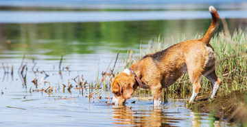 Leptospirosis kutyáknál (fertőző sárgaság) tünetei, kezelésére, megelőzésére, diagnosztizálására, a tünetek