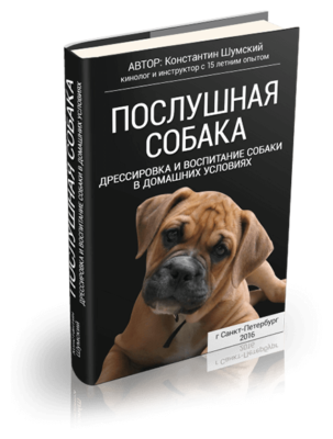 Лептоспіроз у собак (інфекційна жовтяниця) симптоми, лікування, профілактика, діагностика, ознаки