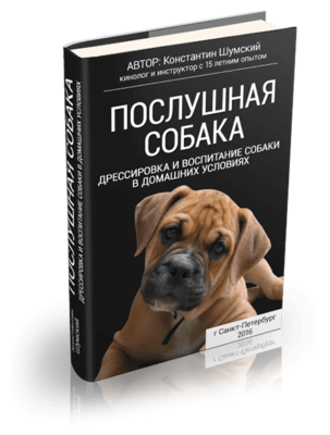 Лептоспироза при кучета (инфекциозна жълтеница) симптоми, лечение, превенция, диагностика, симптоми