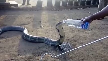 Erdészek Indiából mentettek, és mivel inni egy üveg egy hatalmas vad kobra