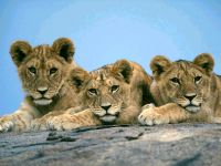 Oroszlán, oroszlán, oroszlán az állatok királya (felis leo, Panthera), címer, címer, család, büszkeség, az áldozat hiénák, zoológus,