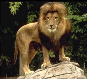 Лев, леви, цар звірів лев (felis leo, panthera), герб, грива, сім'я, прайд, жертва гієн, зоолог,