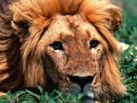 Лев, леви, цар звірів лев (felis leo, panthera), герб, грива, сім'я, прайд, жертва гієн, зоолог,