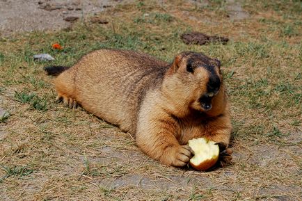 Prinde un bobak (vânătoare pentru un bobak marmot)