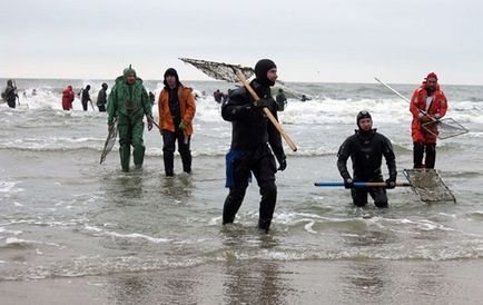 Pescuitul de chihlimbar din Kaliningrad pe Marea Baltică - totul despre capturarea chihlimbarului