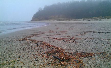 Pescuitul de chihlimbar din Kaliningrad pe Marea Baltică - totul despre capturarea chihlimbarului