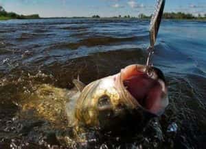 Elkapta a asp fonás - Titkok a sikeres horgászat
