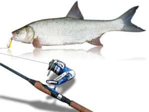 Asp de pescuit pentru filare - secretele de pescuit de succes