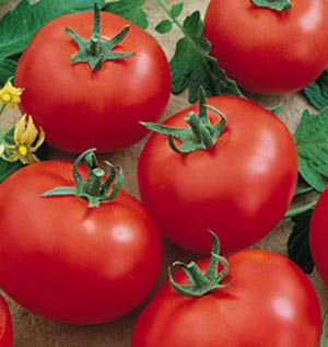 Кращі сорти томатів для сибіру фото, відео, моя улюблена дача