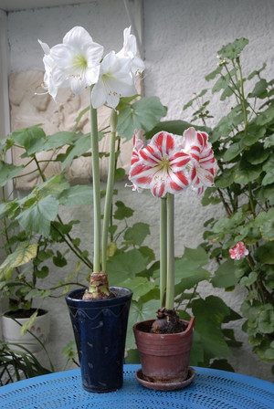 Bulbi de plante de casa fotografie, ingrijire - femeie s zi