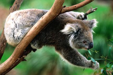 Fapte curioase despre koalas