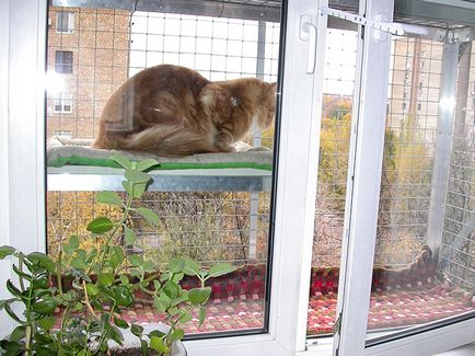 Makadami - Maine Coon tenyészet, hogy lógni Maine Coon szükség