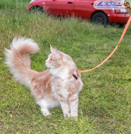 Makadami - Maine Coon, fie că trebuie să mergeți cu Maine Coon