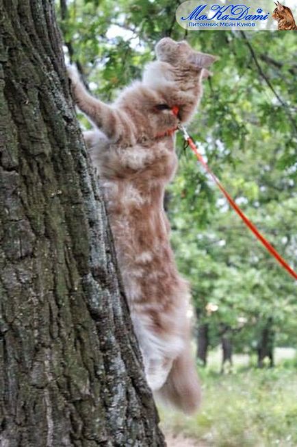 Makadami - Maine Coon tenyészet, hogy lógni Maine Coon szükség