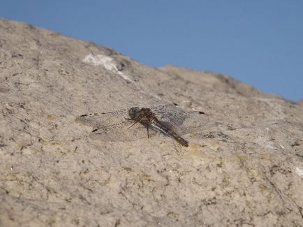 Calea zilei în cartierul Nuzhniy - blog - gulbary